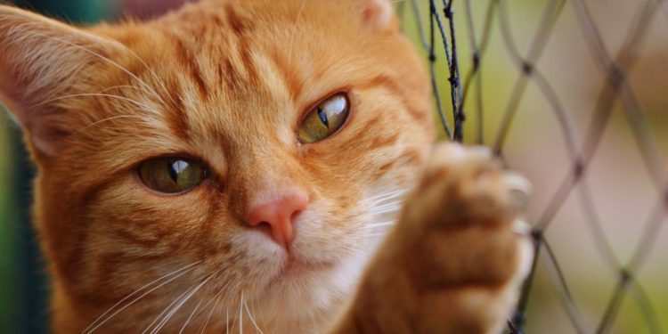 Pourquoi mon chat est grand ?