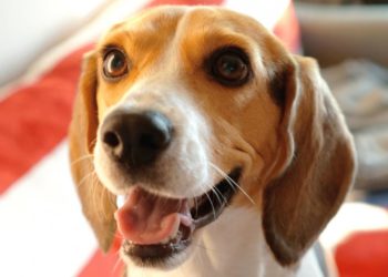 Comment se calcul l'âge d'un chien ?