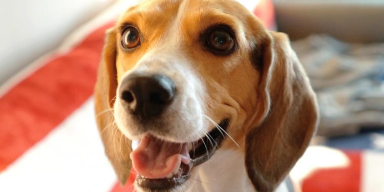 Comment se calcul l'âge d'un chien ?