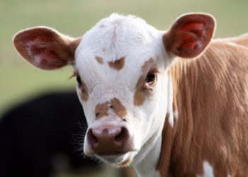 Qui sont les parents du veau ?