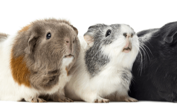 Quel âge a le plus vieux cochon d'Inde ?