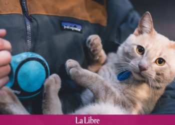 Comment donner des fibres à son chat ?