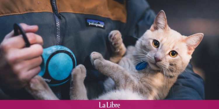 Comment donner des fibres à son chat ?