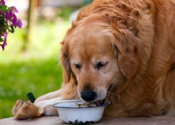 Comment soigner diarrhée chat naturellement ?