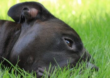 Quand un chien vomit plusieurs fois ?