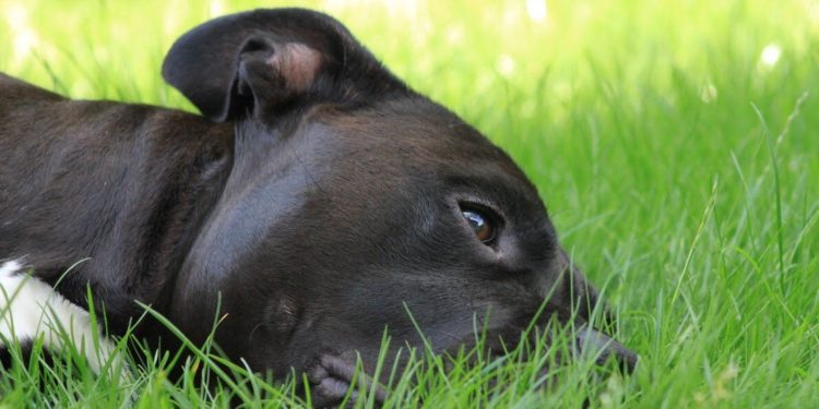 Quand un chien vomit plusieurs fois ?