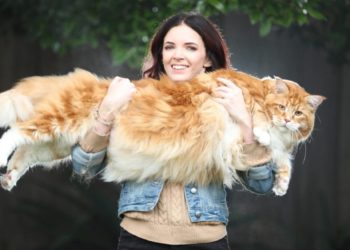 Quel aliment attire le plus les chats ?