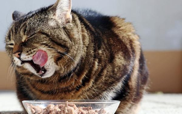 Pourquoi le thon n'est pas bon pour les chats ?