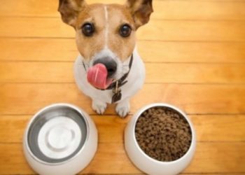 Qu'est-ce que je peux donner à manger à mon chien ?