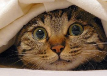 Qu'est-ce qui est toxique pour un chat ?