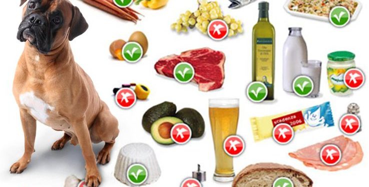 Quel sont les aliment interdit pour les chiens ?
