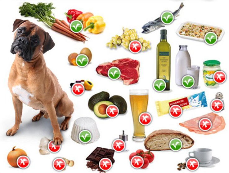 Можно с собаками в продуктовый магазин. Полезная еда для собак. Продукты питания для животных. Натуральная еда для собак. Полезное питание для собак.
