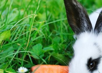 Qu'est-ce qu'on peut donner à manger à un lapin ?