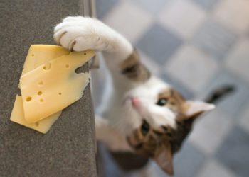 Quel aliment Un chat peut manger ?