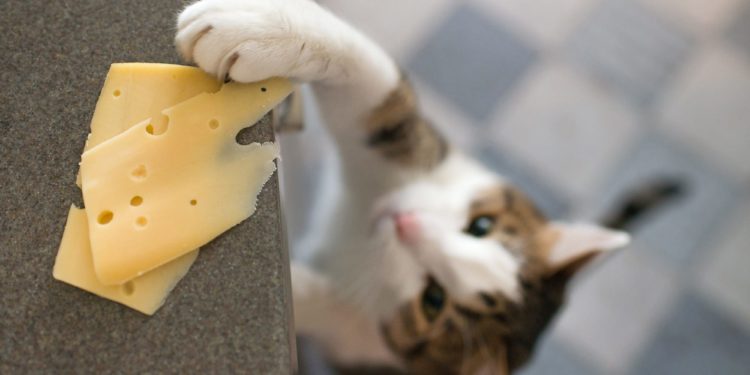 Quel aliment Un chat peut manger ?