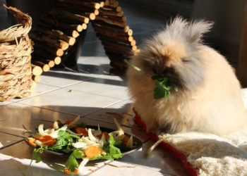 Quand donner à manger à un lapin ?