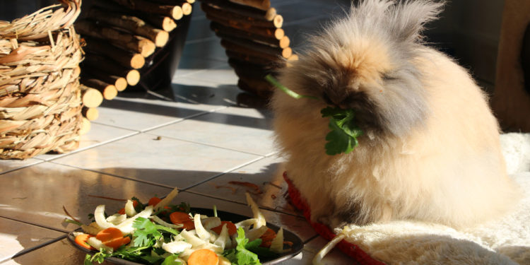 Quand donner à manger à un lapin ?