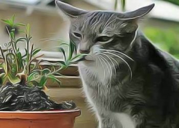 Comment empêcher mon lapin de manger les plantes ?