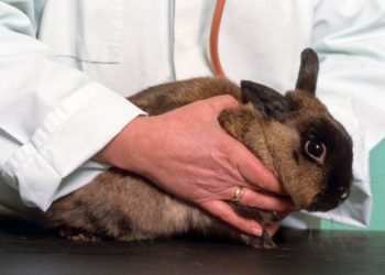 Est-ce que le lapin peut mange du pain dur ?