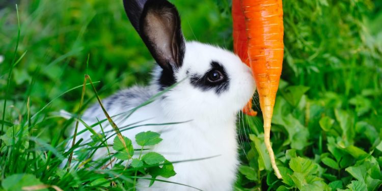 Quelle herbe donner au lapin ?