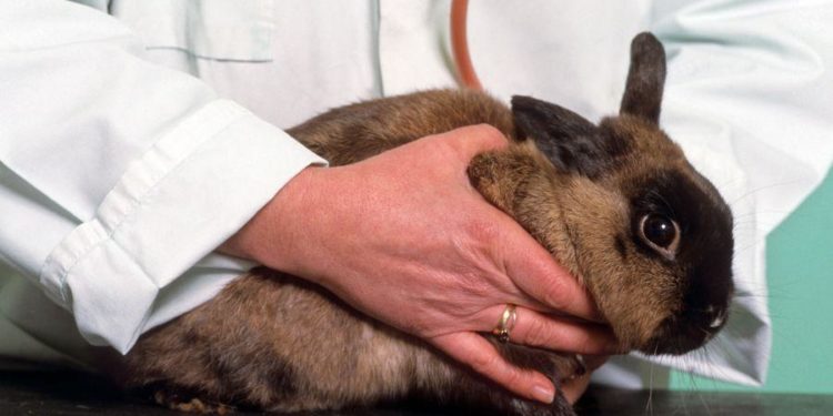 Est-ce que le lapin peut mange du pain dur ?