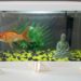 Quelle taille d'aquarium pour 2 combattant ?