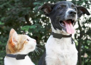 Est-ce que les végans ont des animaux domestiques ?