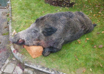 Quel est l'animal qui vit dans une étable ?