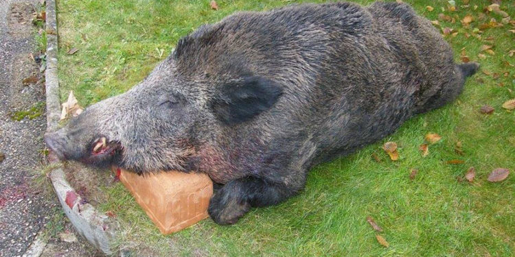 Quel est l'animal qui vit dans une étable ?