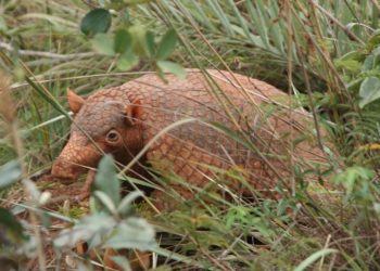 Quel animal a 100 dents ?