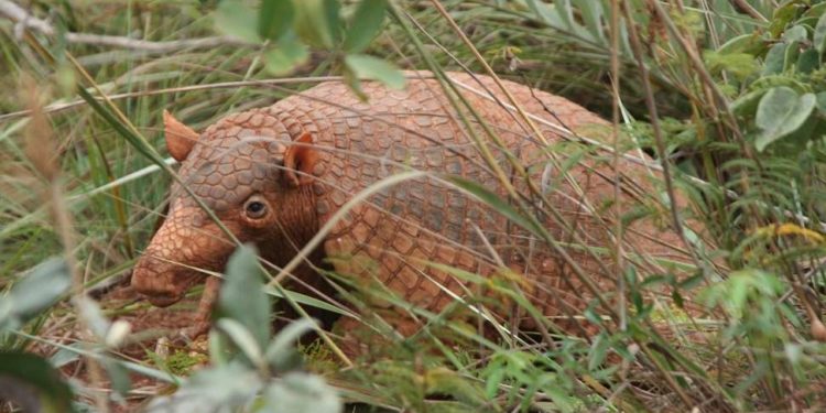 Quel animal a 100 dents ?