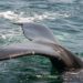 Quel animal a le pénis le plus long ?