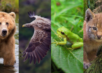 Quelle est la plus grave extinction animale ?