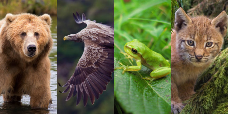 Quelle est la plus grave extinction animale ?