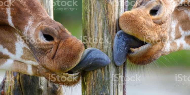 Quelle couleur doit avoir la langue ?