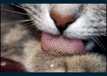 Est-ce que la langue d'un chat est propre ?
