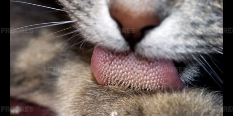 Est-ce que la langue d'un chat est propre ?