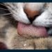 Est-ce que la langue d'un chat est propre ?