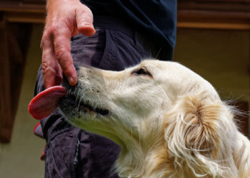 Est-ce que la salive du chat est dangereuse pour l'homme ?