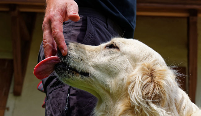 Est-ce que la salive du chat est dangereuse pour l'homme ?
