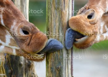 Quelle couleur doit avoir la langue ?