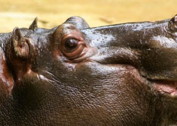 Quels animaux ont une langue ?