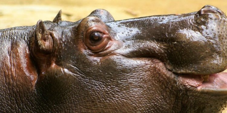 Quels animaux ont une langue ?