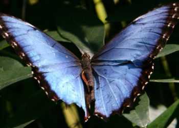 Quel insecte vie le moins longtemps ?