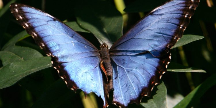 Quel insecte vie le moins longtemps ?