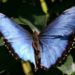 Quel insecte vie le moins longtemps ?