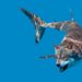 Quel animal a un cortex ?