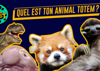 Quel animal est toujours enceinte ?