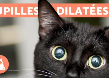 Pourquoi les chats ont les pupilles dilatées ?