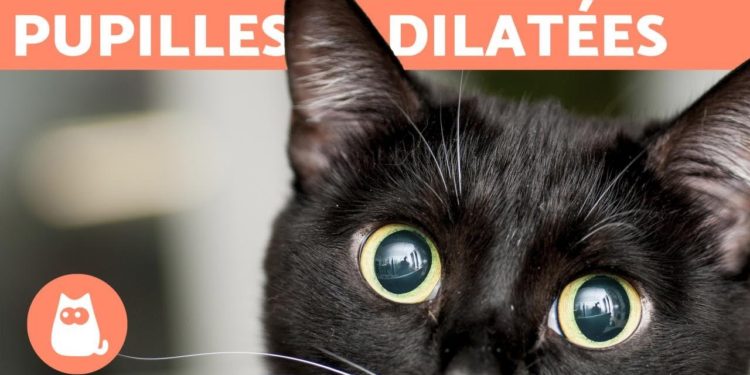 Pourquoi les chats ont les pupilles dilatées ?